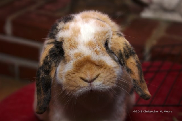 Hearth Room - IMG_4015.jpg